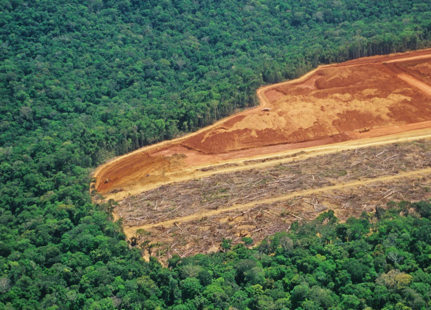 Fragmented forest patches like this are the perfect breeding grounds for mosquitoes. Photo: Conservation International Blog