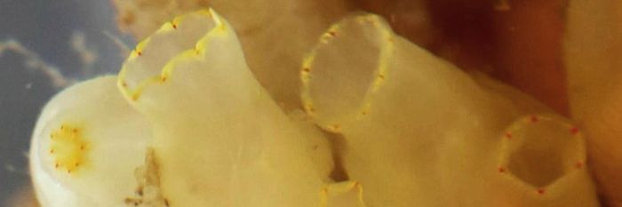 Sea-squirt Ciona intestinalis / Credit: Howard Jacobs