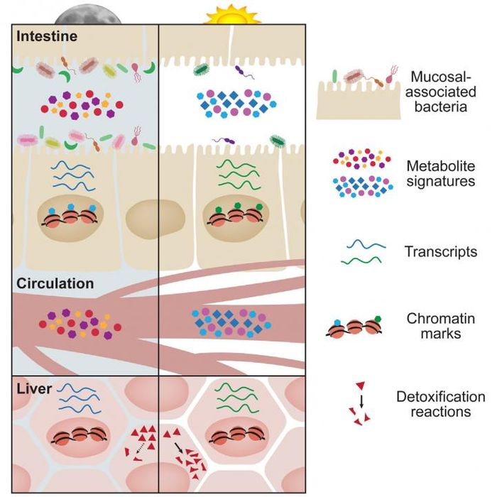 This visual abstract depicts the findings of Thaiss et al, who show diurnal oscillations in microbial localization and metabolite production in the gut have a major impact on the circadian epigenetic and transcriptional landscape of host tissues, not only locally, but also at distant sites such as the liver. /Credit: Thaiss et al/Cell 2016