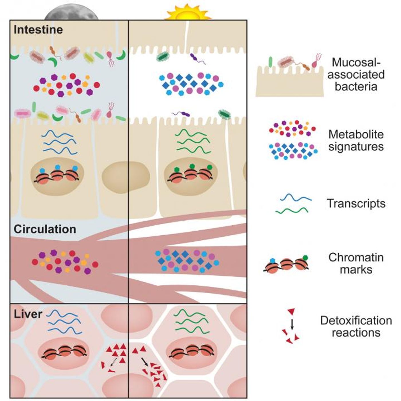 This visual abstract depicts the findings of Thaiss et al, who show diurnal oscillations in microbial localization and metabolite production in the gut have a major impact on the circadian epigenetic and transcriptional landscape of host tissues, not only locally, but also at distant sites such as the liver. /Credit: Thaiss et al/Cell 2016