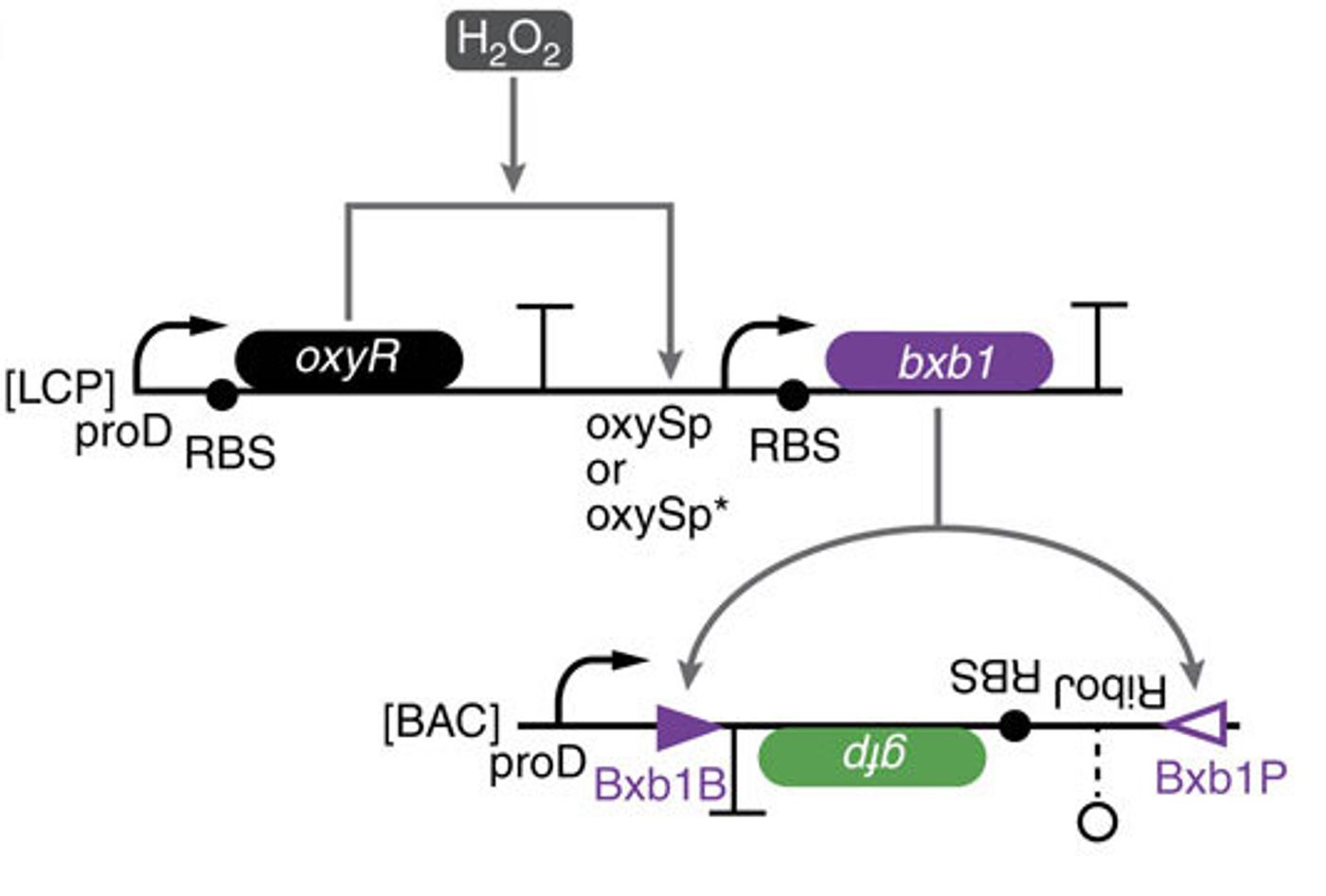 The low-threshold H2O2 comparator circuit: OxyR is constitutively expressed and activates transcription of bxb1 recombinase in response to H2O2. Bxb1 inverts the gfp expression cassette thus turning on GFP expression. The gfp cassette can cleave the 5?-untranslated region of an mRNA transcript (RiboJ)61, a computationally designed RBS62, the gfp-coding sequence and a transcriptional terminator.