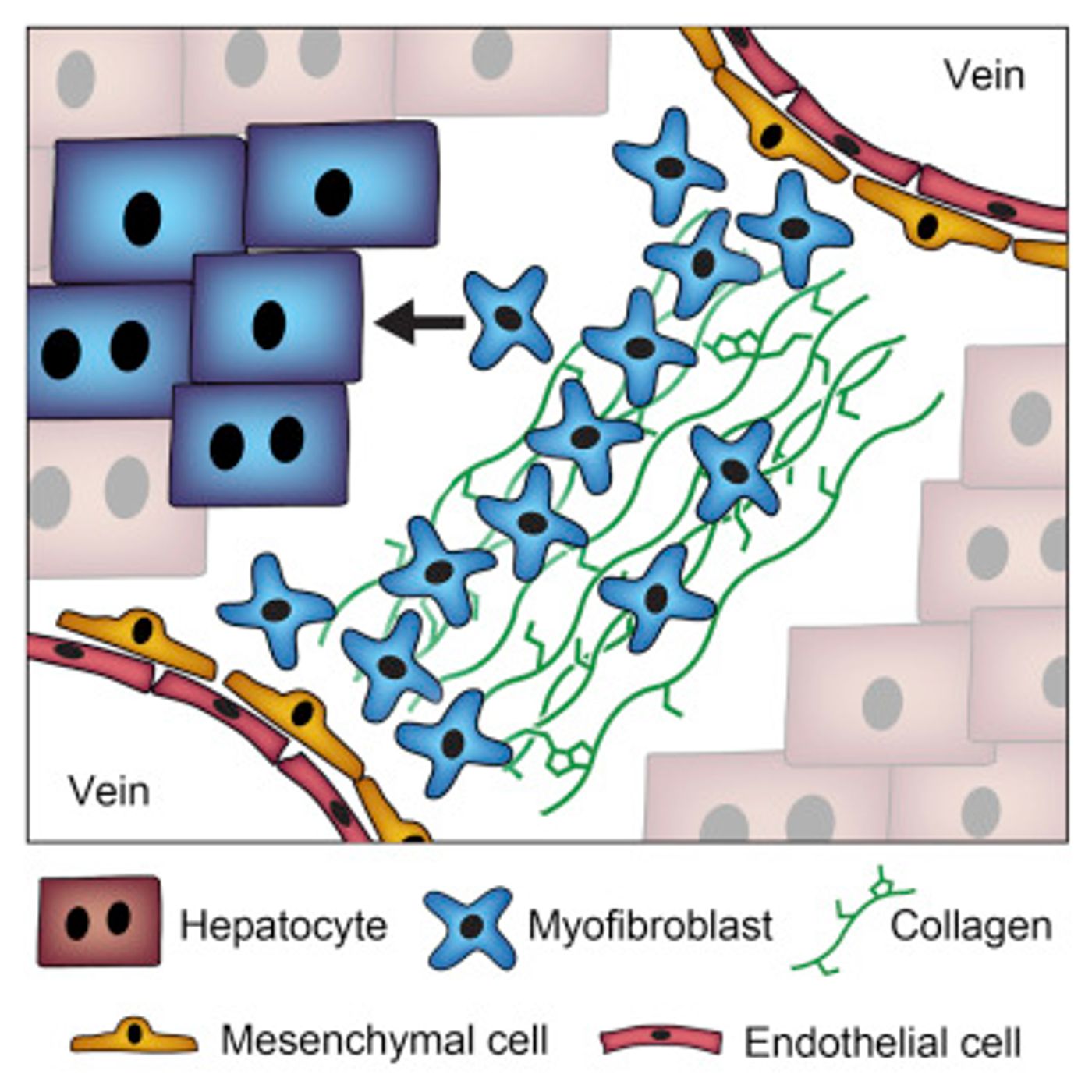 In vivo hepatic reprogramming of scar tissue (myofibroblasts) generates hepatocytes that replicate the function of primary hepatocytes and reduce liver fibrosis.