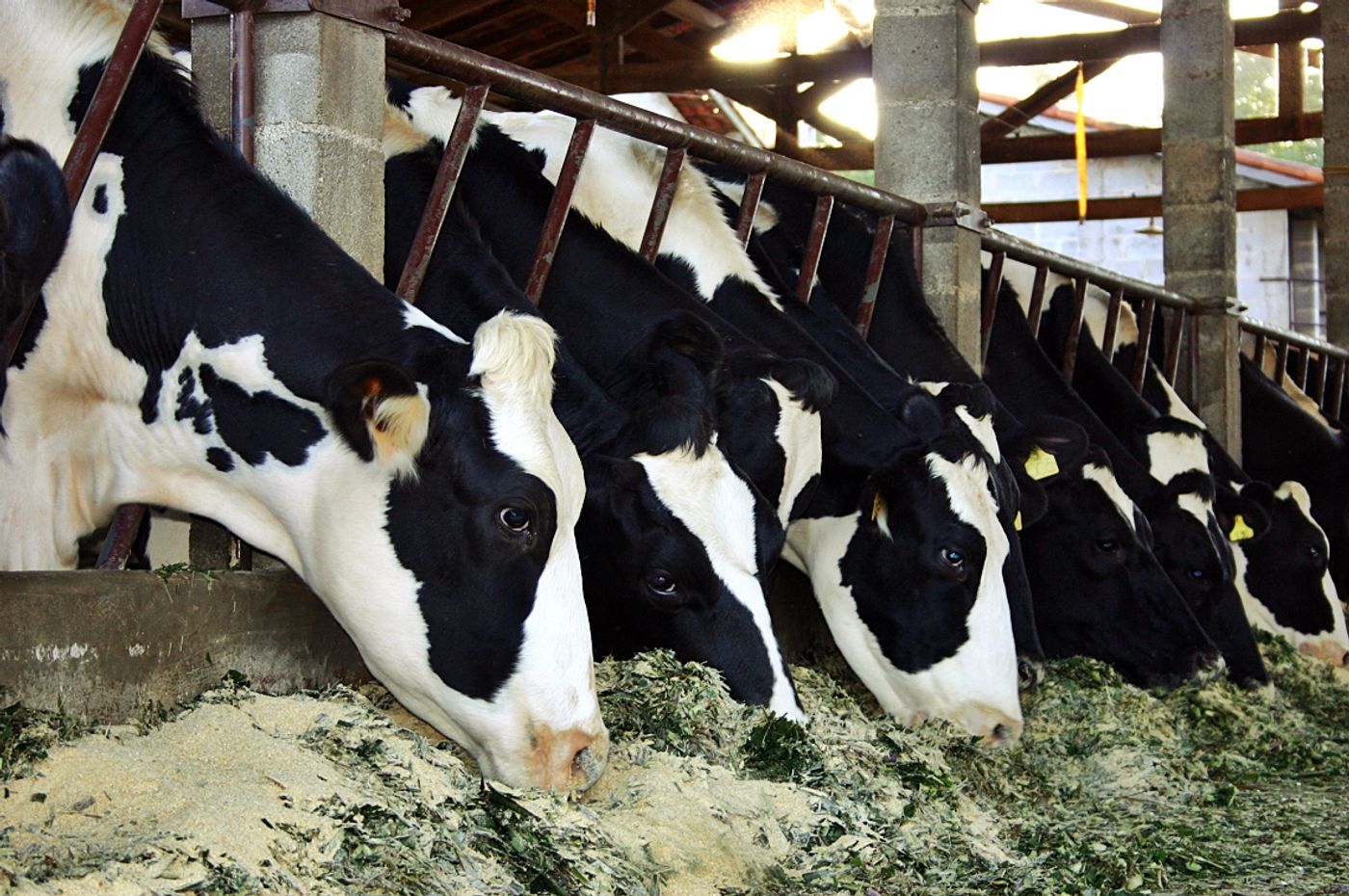 Cattle feed is a hot topic in the agriculture industry. Photo: Farmahygiene