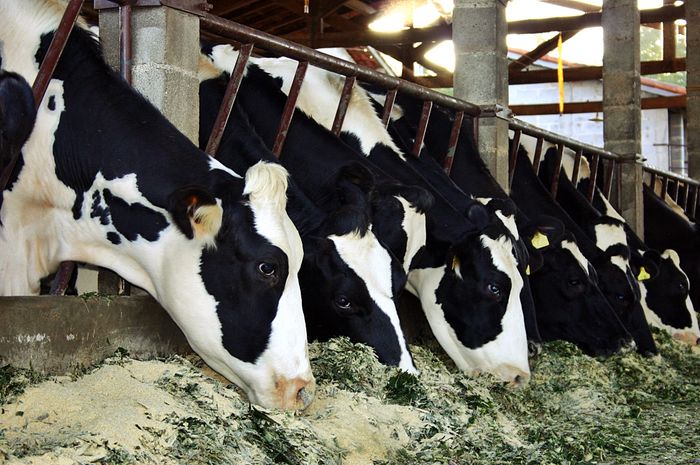 Cattle feed is a hot topic in the agriculture industry. Photo: Farmahygiene