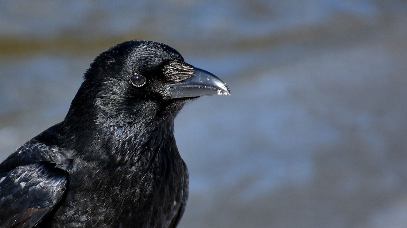 The common raven once diverged into two lineages, but new research finds that they might be hybridizing back into one.