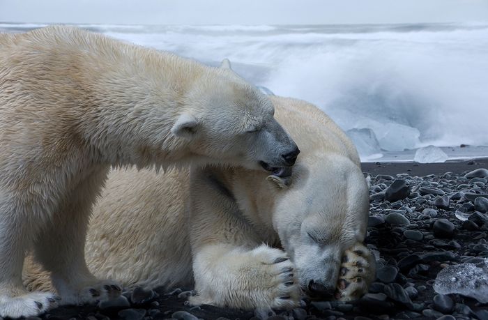 Polar bears need more energy than they're getting, and scientists say it's beacuse they an't find enough prey,