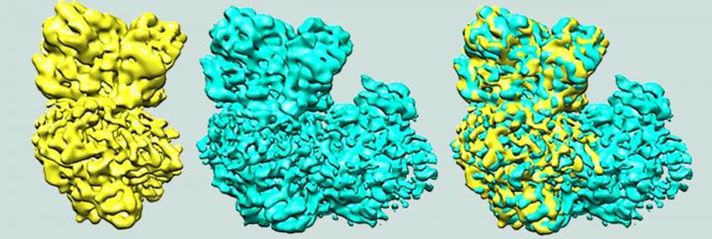 One of the enzymes, in yellow, that is part of the supercomplex, blue, fits nicely into the ankle and heel of the boot-shaped supercomplex. / Credit: Robert Gennis
