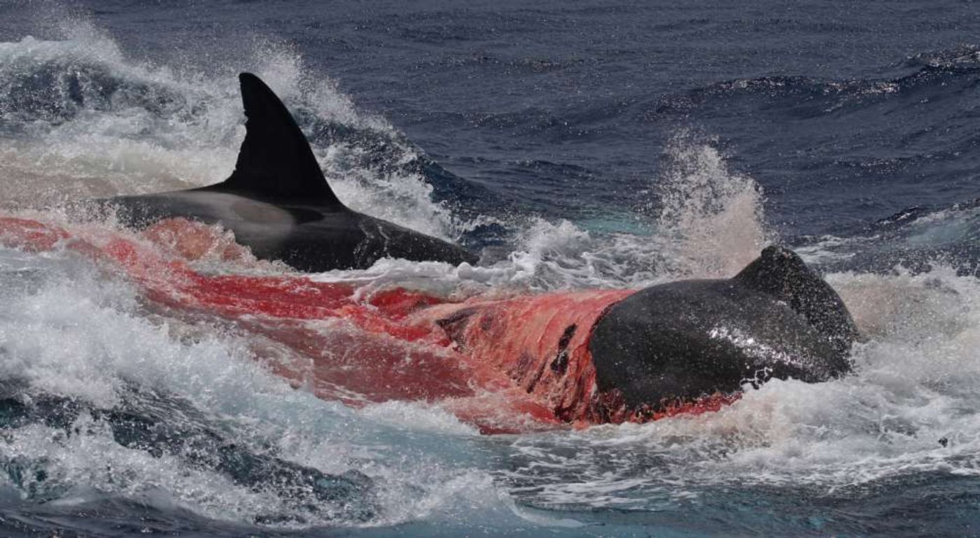 Killer whales kill and eat a beaked whale in the ocean waters.