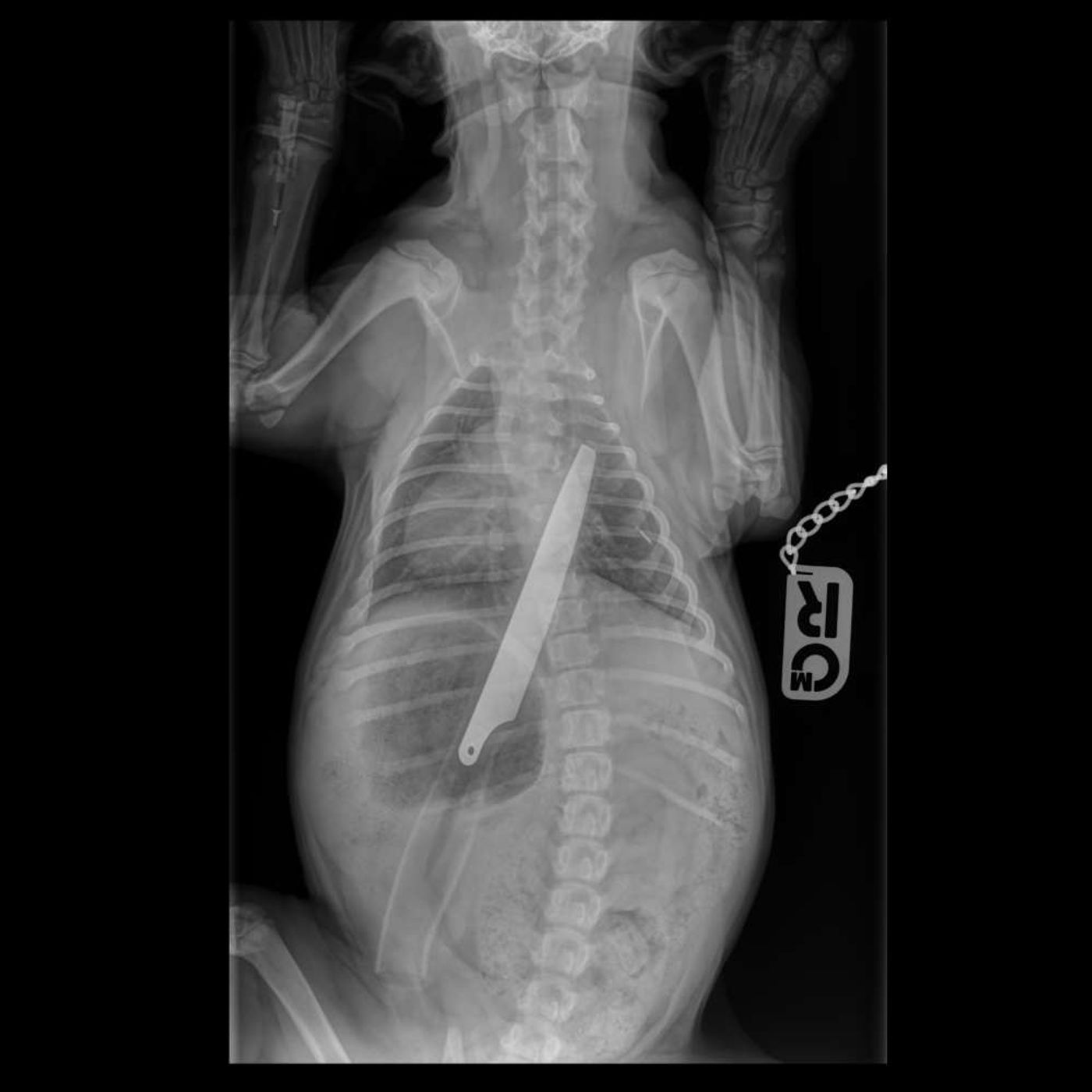 An 8-inch kitchen knife as shown in the X-ray of the affected dog who swallowed it. 