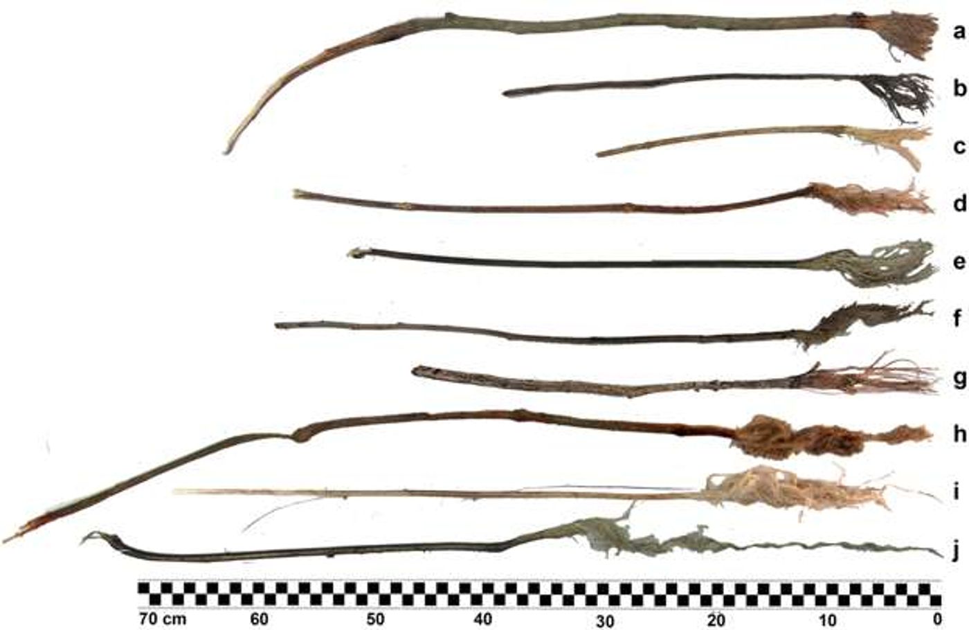 Examples of sticks and twigs that were chewed by chimps to collect water.