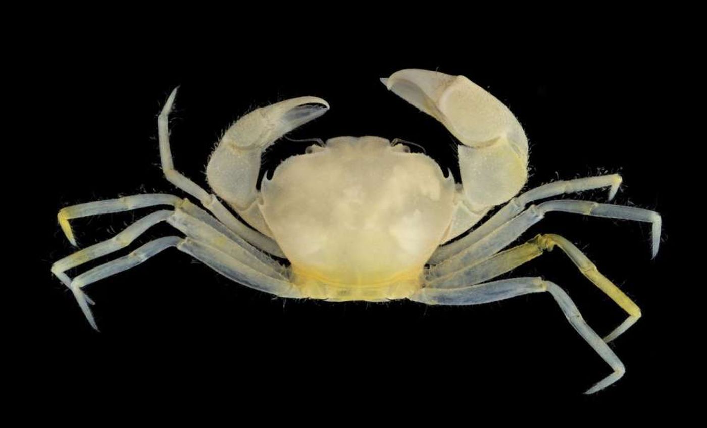 Harryplax severus is a new species and genus of crab found in coral reef rubble almost 20 years ago..