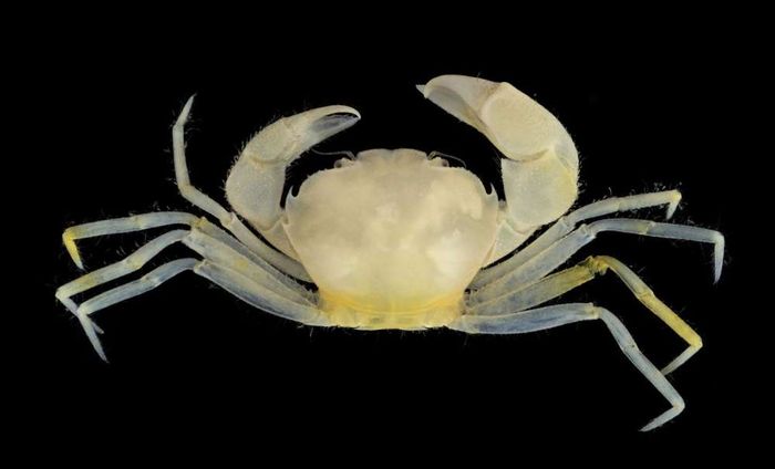 Harryplax severus is a new species and genus of crab found in coral reef rubble almost 20 years ago..