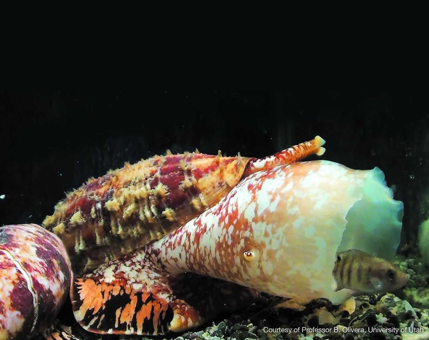 This is a Marine cone snail: conus geographus. / Credit: Professor B. Olivera, University of Utah.