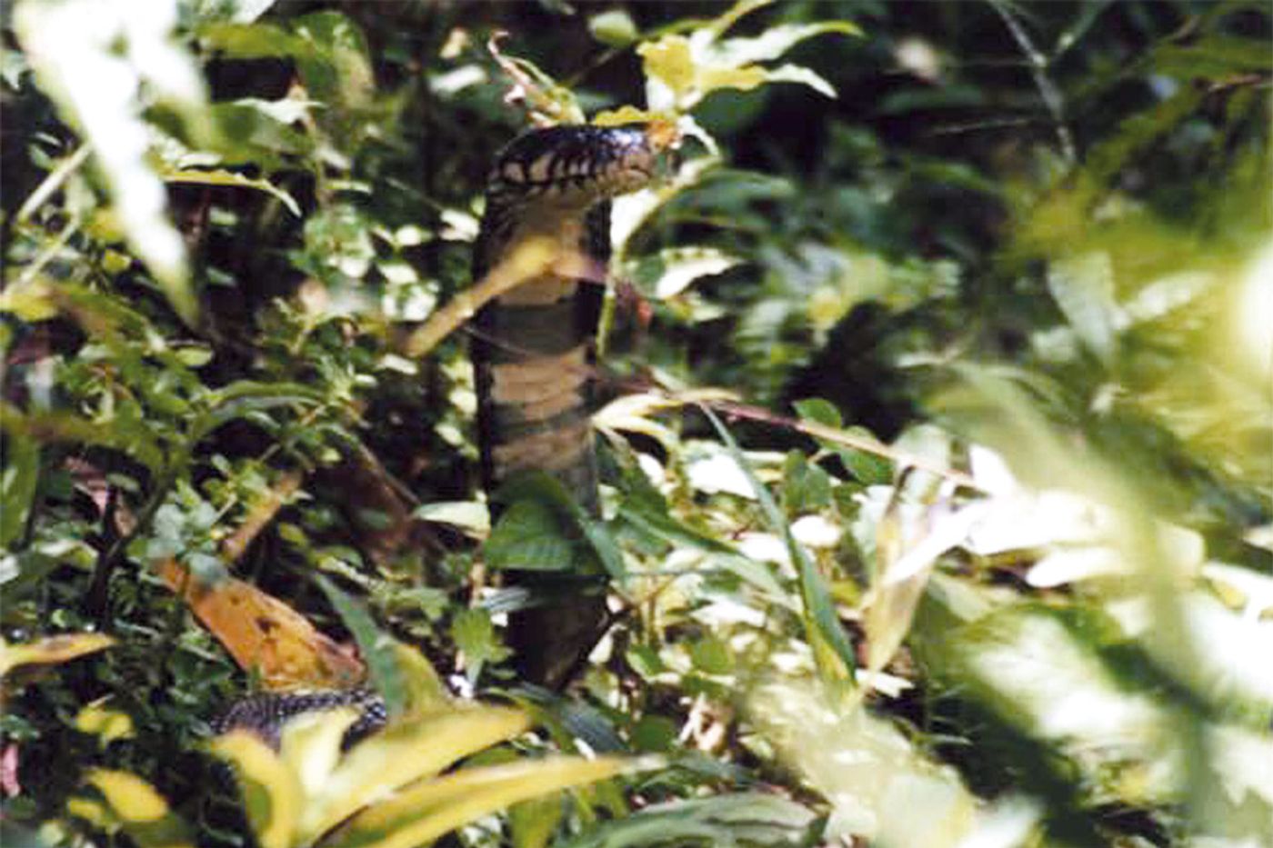 Although it may look like a forest cobra, a genetic analysis concluded that it's something entirely different.