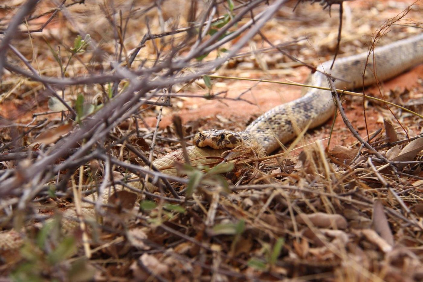 A cobra in the Kalahari Desert partakes in conspecific cannibalism.
