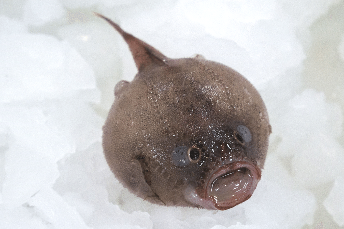 Blobfish: Adaptation as a Deep Sea Fish & More - Fish Laboratory