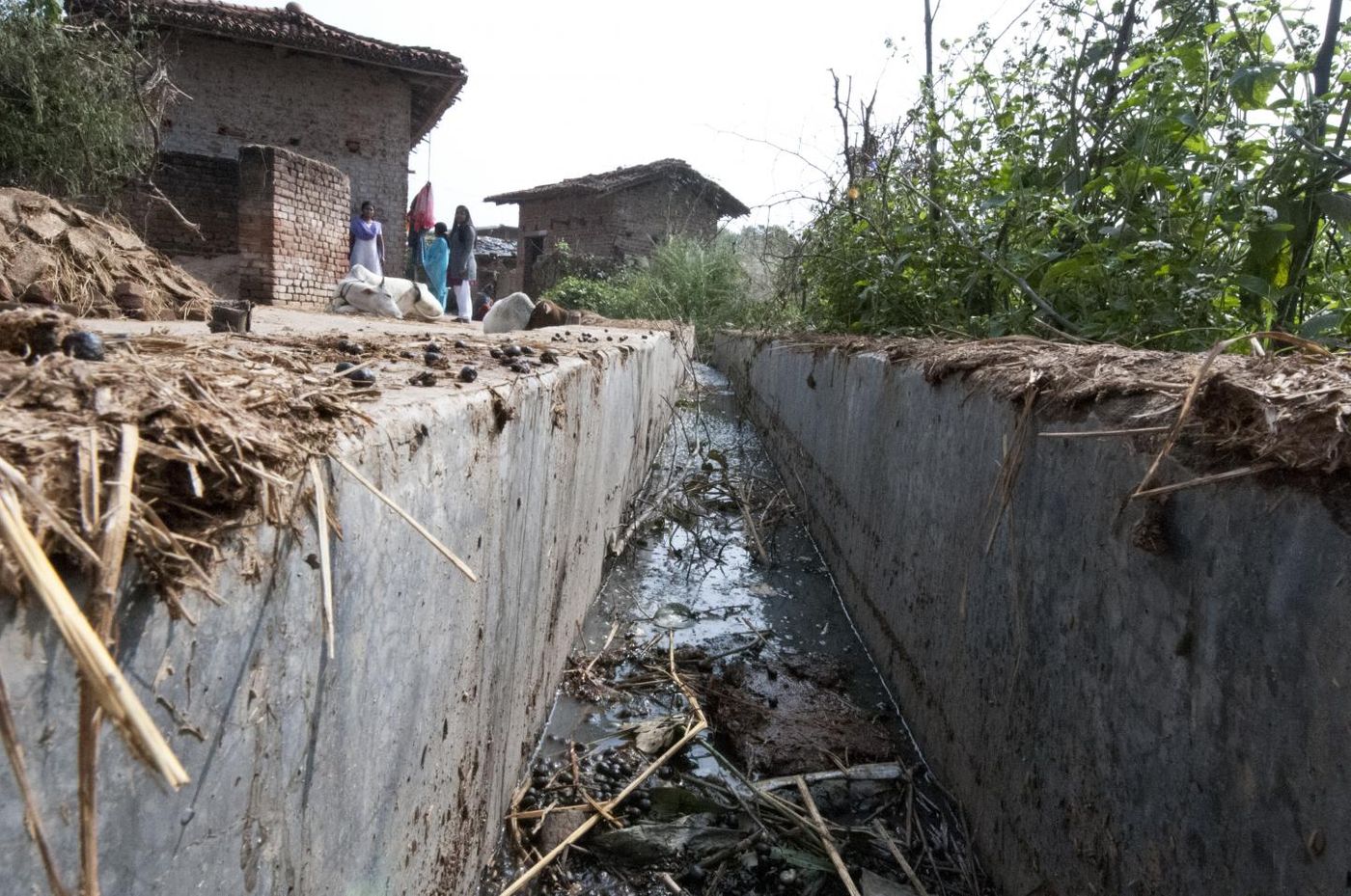 Microbiologists and plant scientists find secret to tackling cholera. / Credit: Courtesy of MSU