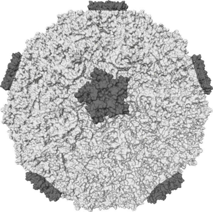 A representation of the molecular surface of one variant of human rhinovirus from Wikipedia