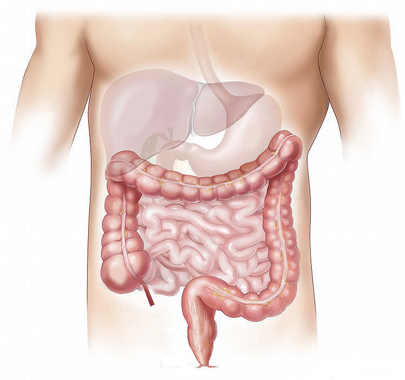 colon illustration 