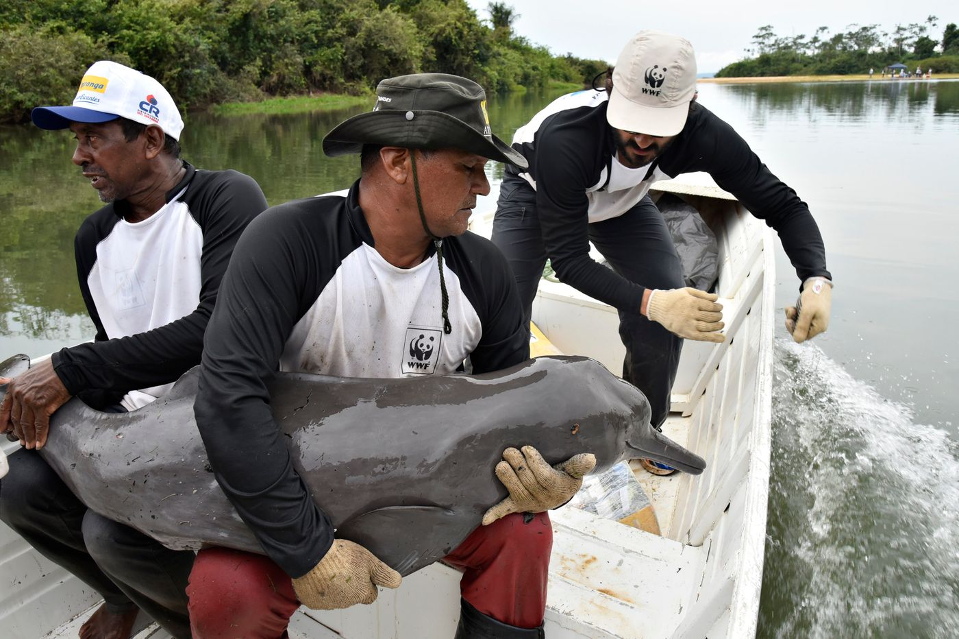 Conservationists care for a river dolphin in Brazil after tagging it with a geolocator.