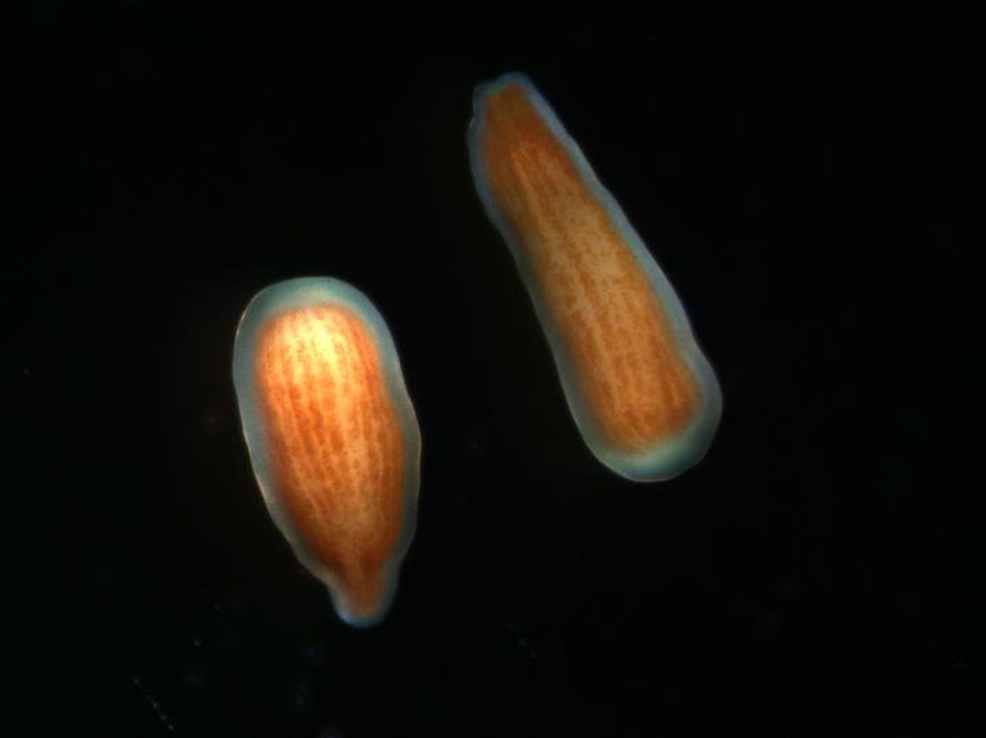 Adult corals release free-swimming larvae as one means of propagating the next generation. Here are two larvae of Pocillopora damicornis, the coral species that Rivest and colleagues used in their experiments. The brown 'ribbons' are the algal symbionts, which enter the larvae before they are released from the adult corals. / Credit: © E. Rivest/VIMS.