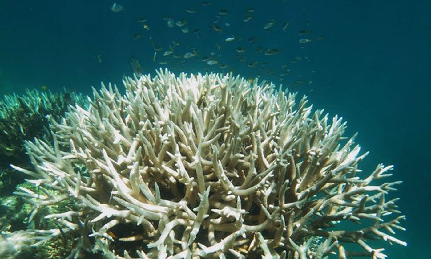 Bleached coral at Mission Beach Reefs. Photograph: Bette Willis/ARC Centre of Excellence for Coral Reef Studies