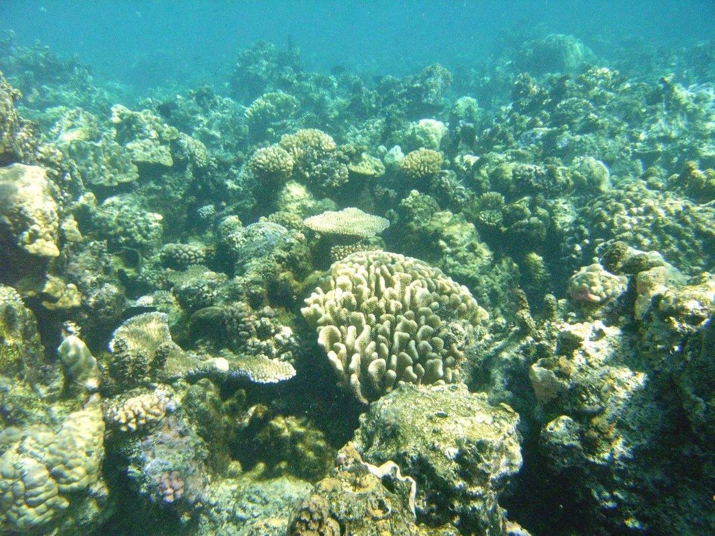 Healthy corals are a partnership between coral animals and algal symbionts that live within their tissues. / Credit: © E. Rivest/VIMS.