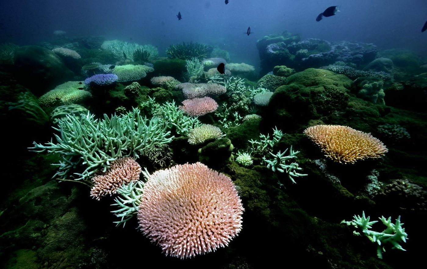 Bleached corals on Pandora Reef, Great Barrier Reef in 2017 / Credit: Austrailan Institute of Marine Science / Eric Matson