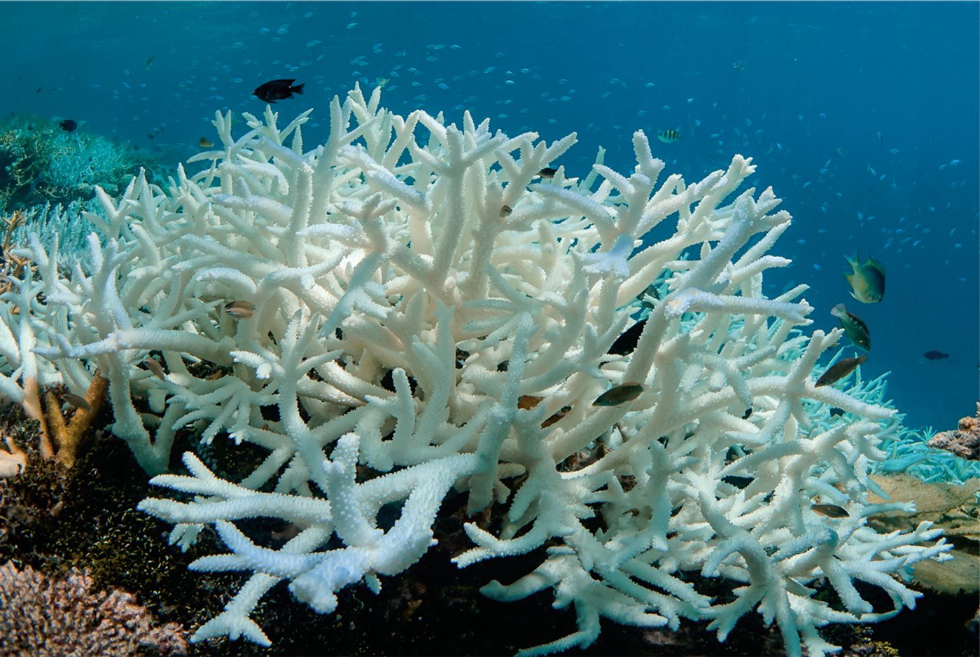 Bleached coral in the Maldives is shown in this image from Science