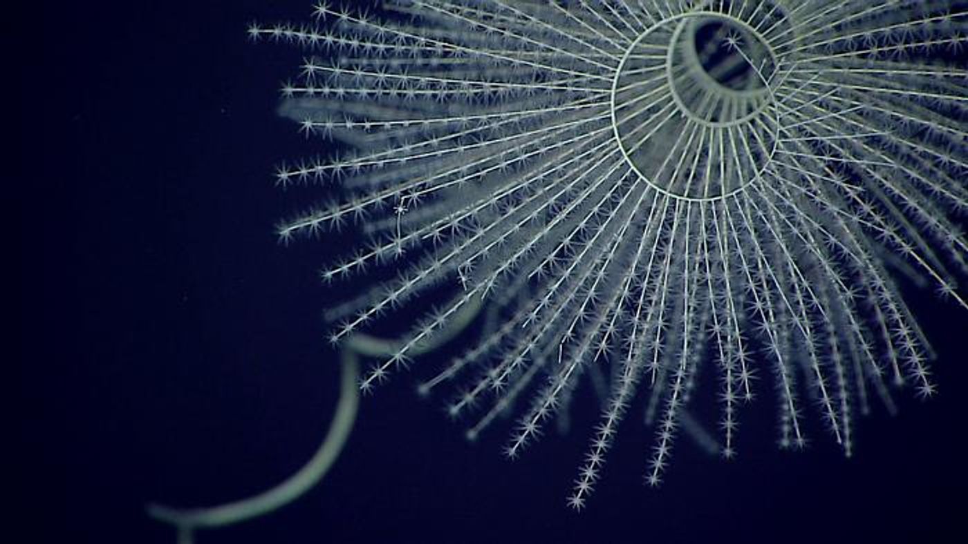 A deep-sea, bioluminescent octocoral: Iridogorgia magnispiralis / Credit: NOAA Office of Ocean Exploration and Research, Deepwater Wonders of Wake