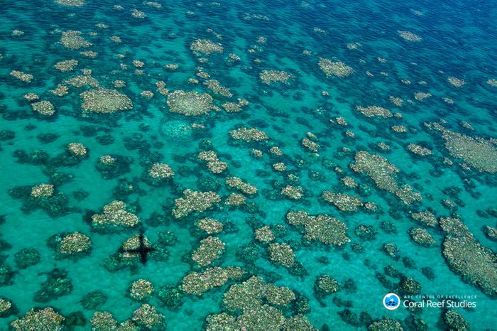 Bleached coral photographed during an aerial survey near Cairns, Australia, in March 2017. Ed Roberts/ARC Centre of Excellence for Coral Reef Studies