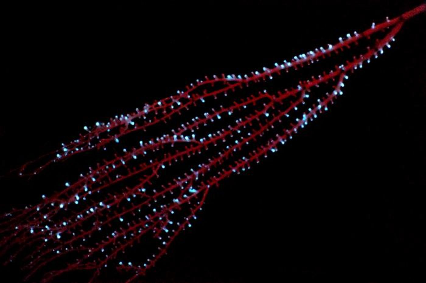 The bamboo octocoral Isidella sp. displaying bioluminescence in the Bahamas  / Credit: Sönke Johnsen