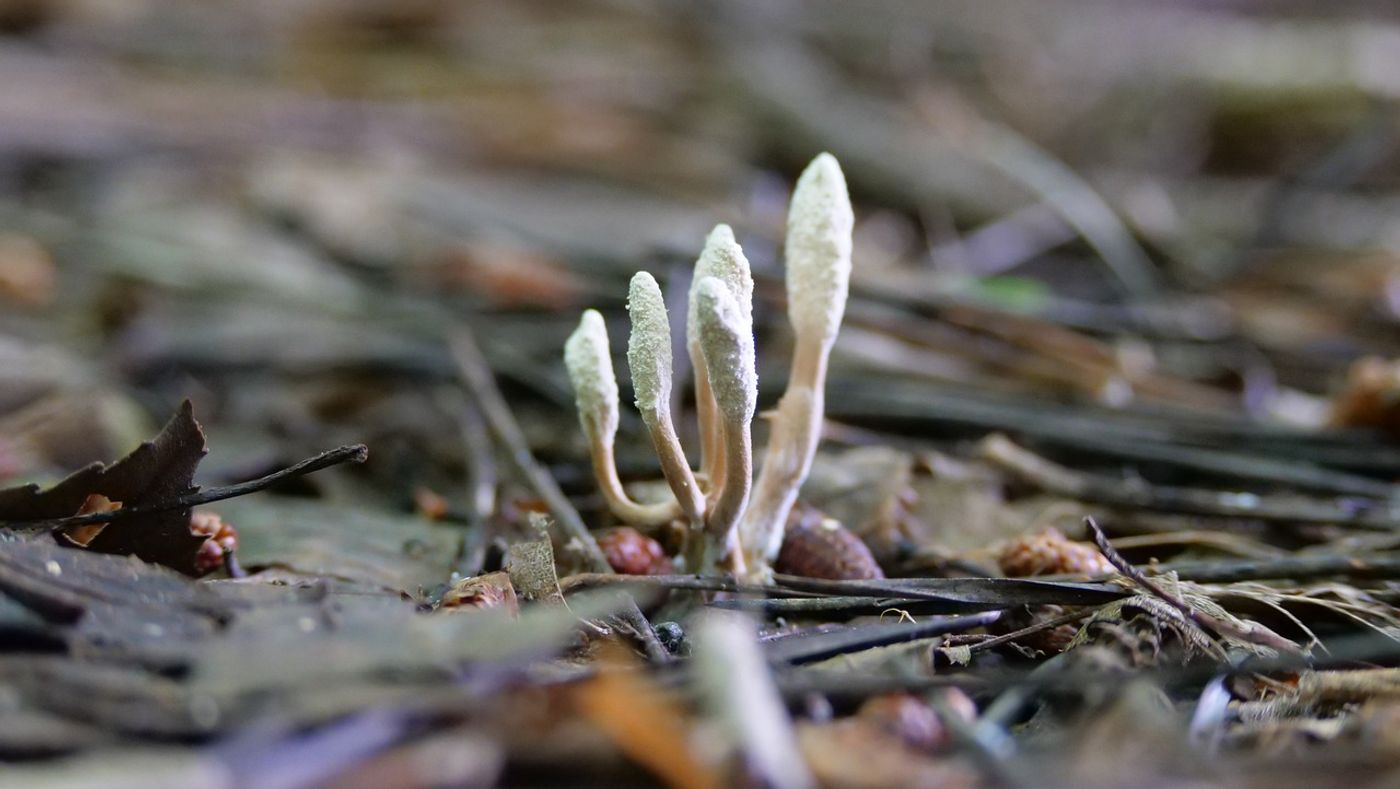 The Cordyceps fungus