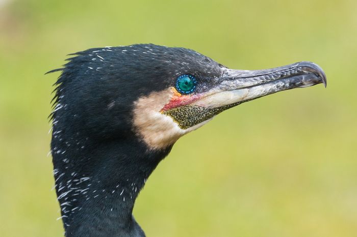 Most cormorants can fly, but the Galapagos cormorant is the lone exception. 