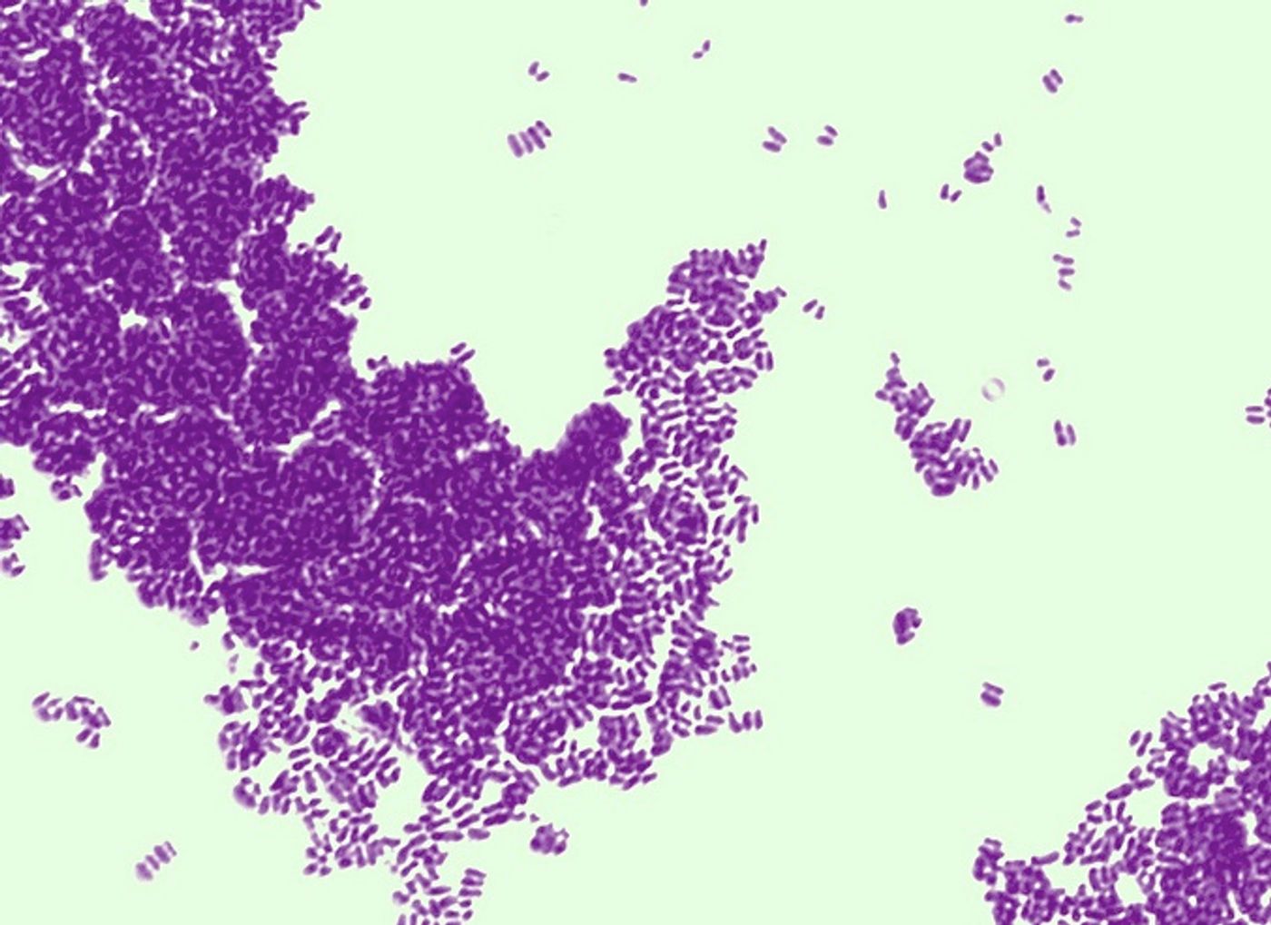 Corynebacterium glutamicum / Credit: Anthony D'Onofrio/www.biology101.org