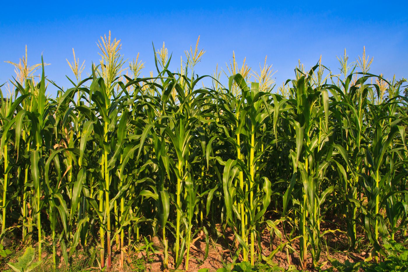 The corn is as high as an elephant's eye! Photo: Altar of Freedom