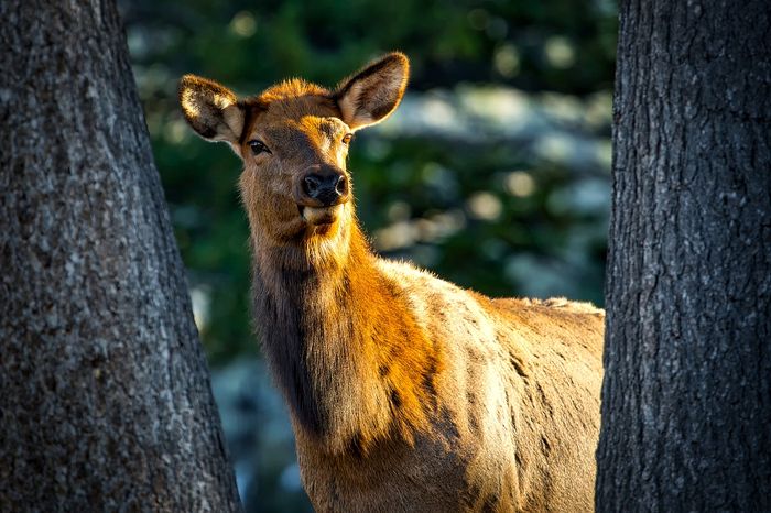 Female elk are intelligent enough to use strategic tactics to avoid hunters' crosshairs during hunting season.