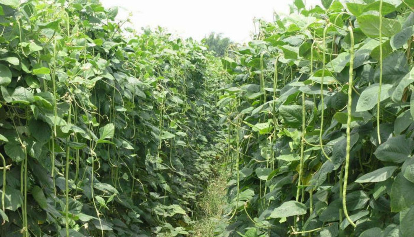 Cowpea Plants