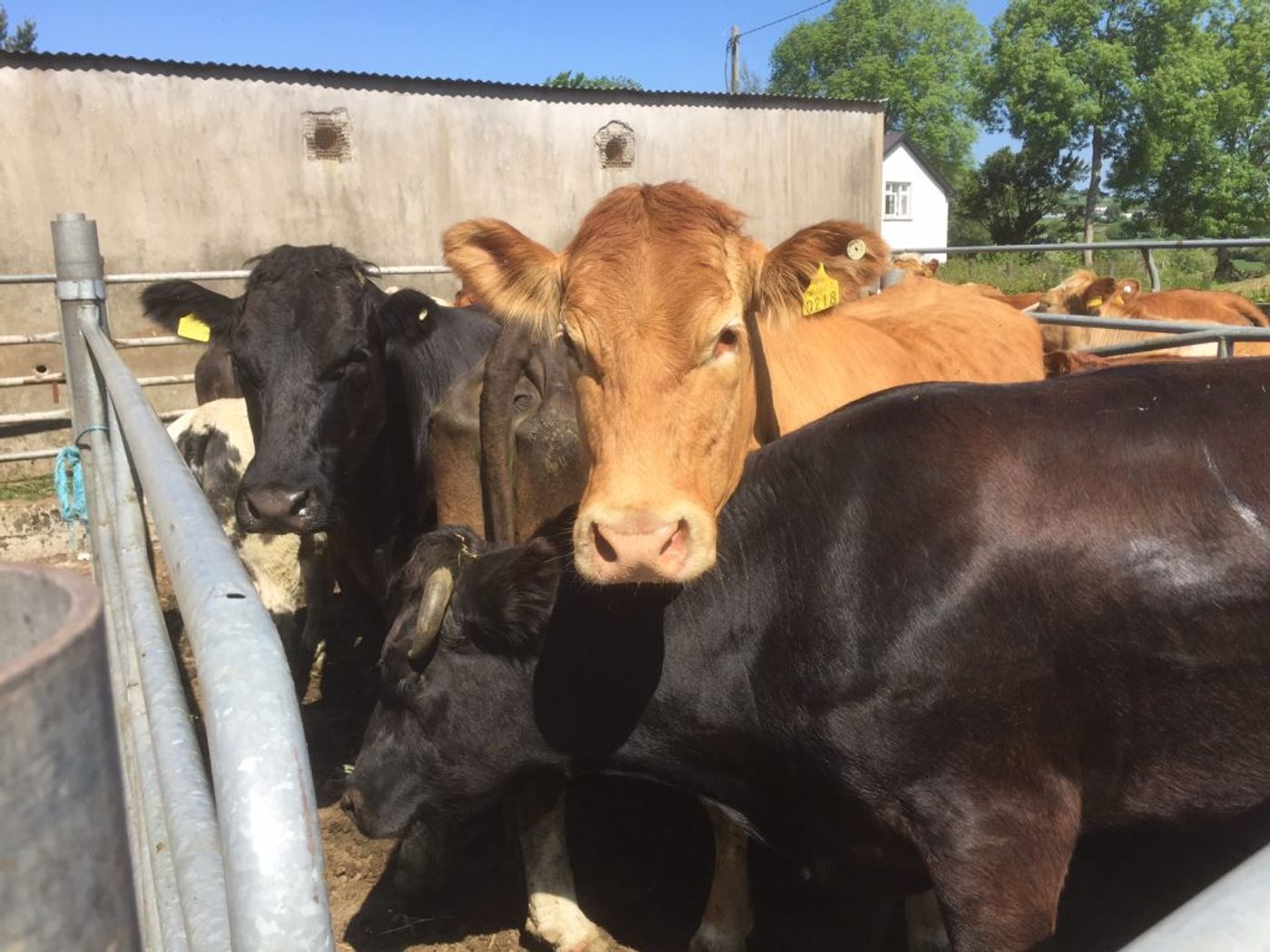 Liver fluke affects up to 72% of UK dairy herds. Photo: Agriland