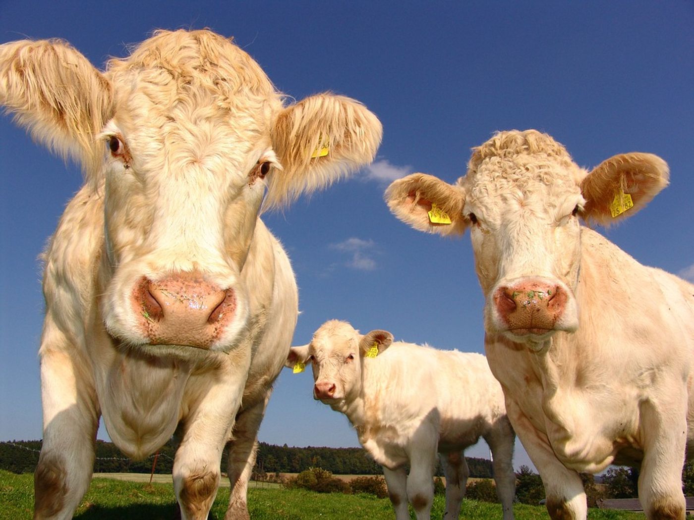 Methane emissions come largely from livestock farming and agriculture. Photo: Pixabay