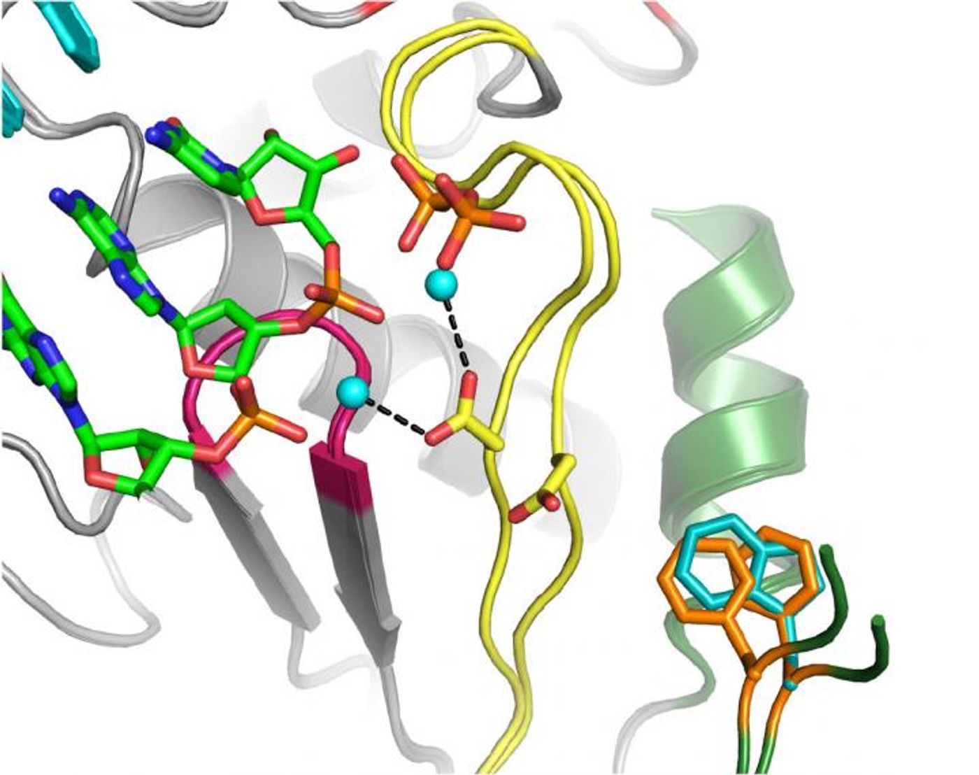 This drawing shows part of the atomic-level structure of coxsackievirus B3 polymerase, which is responsible for making copies of the virus genome. The researchers replaced the orange phenylalanine 364 that is found in two different positions, with the turquoise tryptophan that is larger and covers both positions without needing to move. This causes fewer mutations to be made and reduces the ability of the virus to replicate and cause disease. / Credit: Olve Peersen/Colorado State University