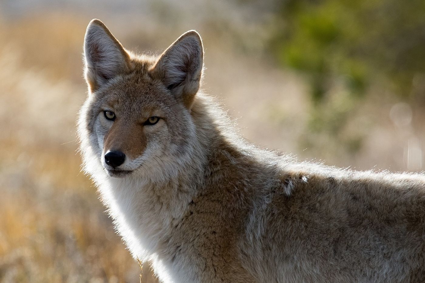 The coyote quickly expanded across the North American continent, and continues to move into South America.
