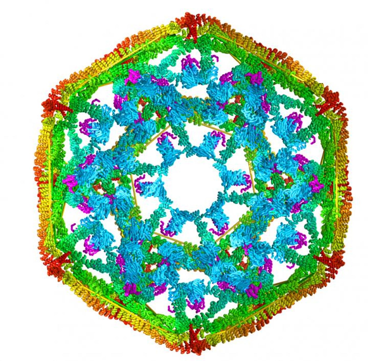 This is a model of the structure of clathrin, a protein that researchers at The University of Texas Health Science Center at San Antonio used to study how a heat shock protein disassembles protein complexes. / Credit: Drs. Eileen Lafer and Rui Sousa/UT Health Science Center at San Antonio