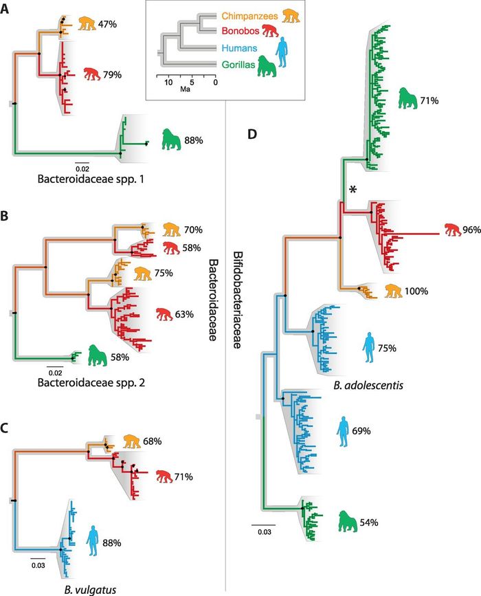 Cospeciation between gut bacteria and hominids. Inset - phylogeny - relationships among humans and African apes. (A) Maximum-likelihood phylogeny of a clade of Bacteroidaceae lineages that codiversified with the African apes & was lost from the lineage to humans. In (A) and subsequent panels, black dots denote nodes supported in >50% of bootstrap replicates, colors denote the host species from which each bacterial lineage was recovered, and percentages indicate the percent of host individuals from which each clade was recovered. (B) Maximum-likelihood phylogeny of a clade of Bacteroidaceae lineages that codiversified with the African apes & was lost from the lineage to humans. This lineage bifurcated, giving rise to cospeciating bacterial lineages. (C) Maximum-likelihood phylogeny of a Bacteroidaceae clade that cospeciated with humans, chimpanzees, and bonobos. No gorilla-derived representatives of this clade were recovered. (D) Inferred relationships among Bifidobacteriaceae gyrB sequences recovered from humans and African apes. Black asterisk indicates the transfer of a Bifidobacterium adolescentis relative from bonobos into gorillas. / Credit: Science Moeller et al