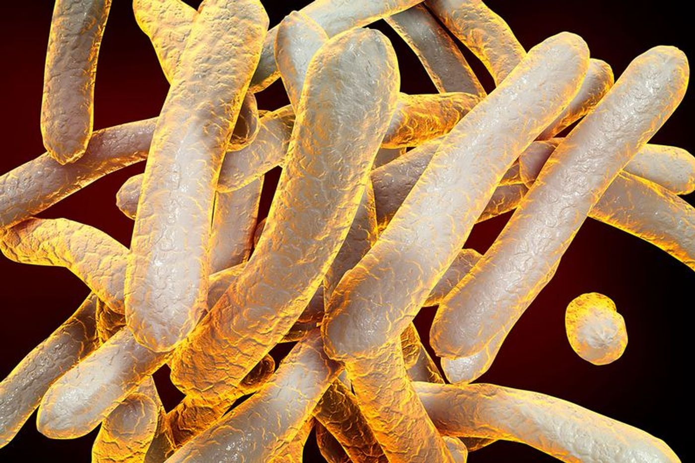 "Mycobacterium tuberculosis" is an invasive bacterium responsible for tuberculosis. Credit: Thinkstock/University of Montreal