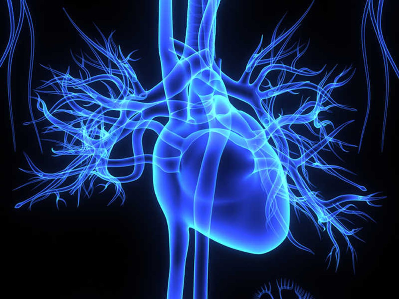 Due to its high metabolic activity, the scientists looking into the effects of zinc deprivation have focused on studying the heart muscle. (image: 7activestudio/ iStock)