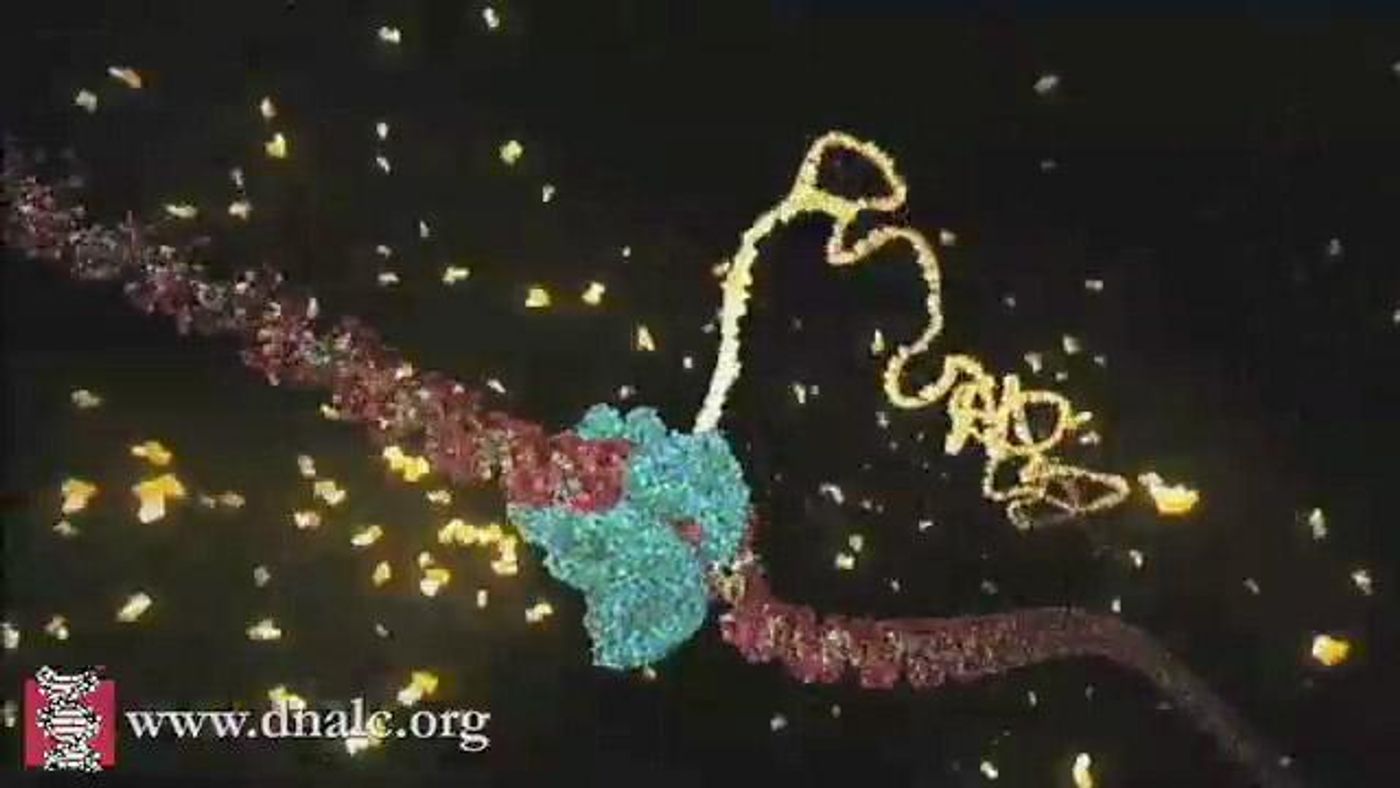 An artist's depiction of how the enzyme RNA polymerase transcribes DNA. / Credit: Courtesy, CSHL/DNA Learning Center