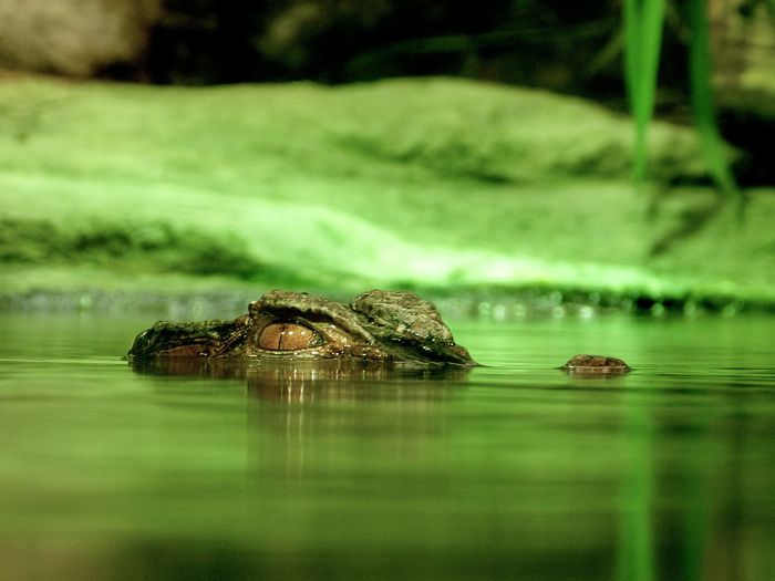 Alligators can hide in almost any body of water, and strike when you least expect it.