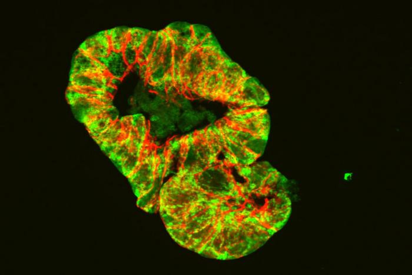 An intestinal organoid model, with epithelial cells (red), and mitochondria (green) /Credit: © Lehrstuhl für Ernährung und Immunologie / TUM