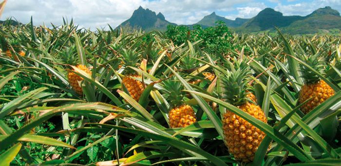 Pineapples use CAM photosynthesis. Photo: Alltech
